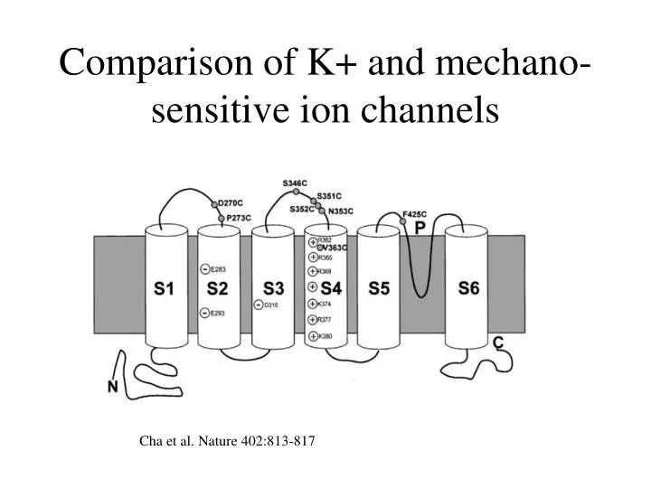 comparison of k and mechano sensitive ion channels