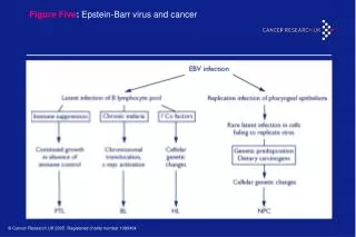 Figure Five : Epstein-Barr virus and cancer