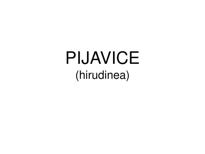 pijavice hirudinea