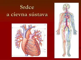 srdce a cievna s stava