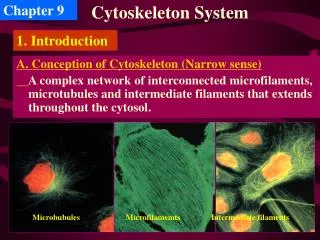 Cytoskeleton System