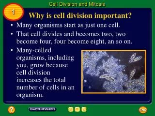 Many organisms start as just one cell.