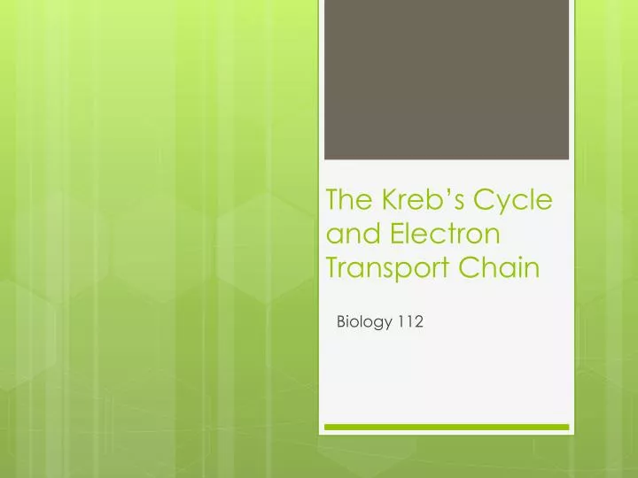 the kreb s cycle and electron transport chain