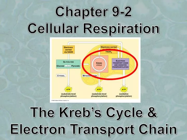 chapter 9 2 cellular respiration the kreb s cycle electron transport chain