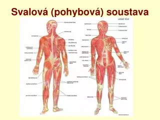 svalov pohybov soustava