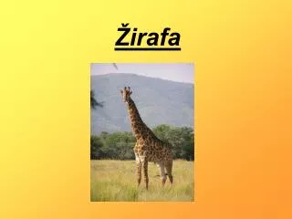 irafa