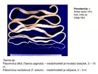 Taenia sp. Pásomnica dlhá (Taenia saginata) – medzihostiteľ je hovädzí dobytok, 3 – 10 m.