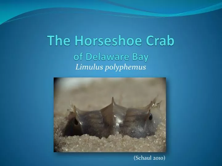 the horseshoe crab of delaware bay