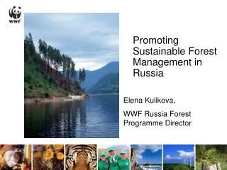 Promoting Sustainable Forest Management in Russia