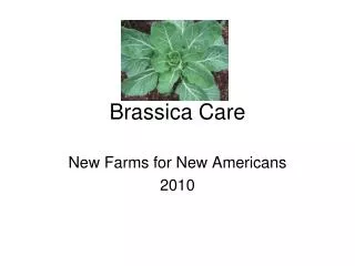Brassica Care