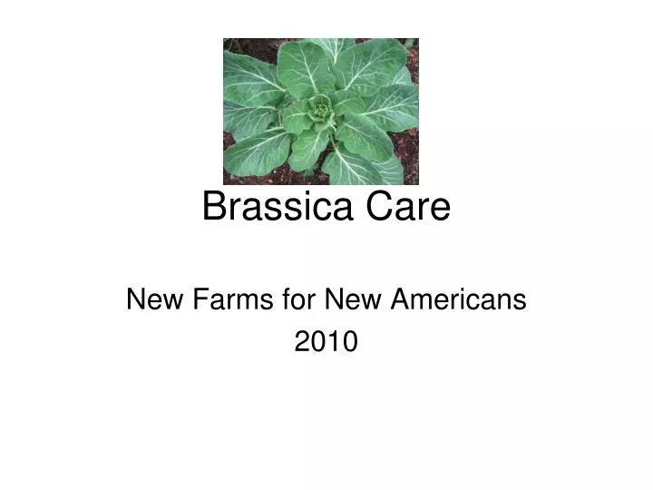 brassica care