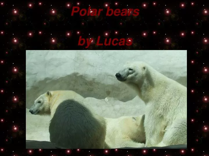 polar bears by lucas