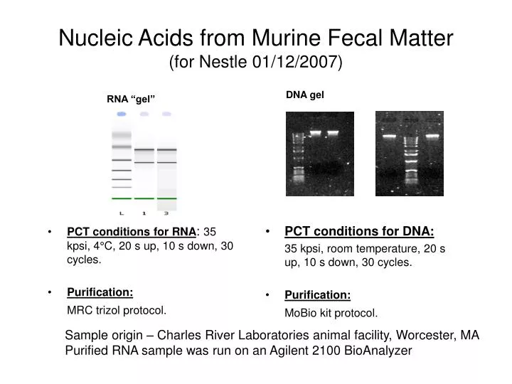 nucleic acids from murine fecal matter for nestle 01 12 2007