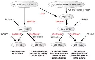 pAg1-H3 (Zhang et al . 2003)