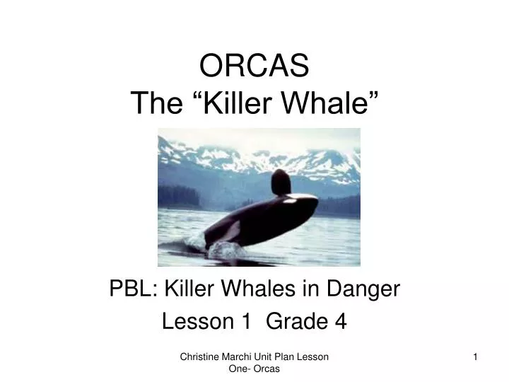 orcas the killer whale