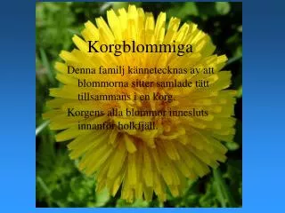 korgblommiga