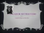 Labrador Retrievers - slide 1