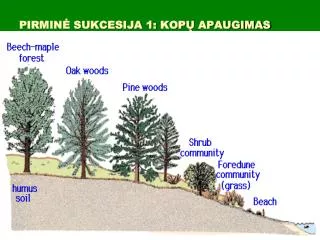 pirmin sukcesija 1 kop apaugimas