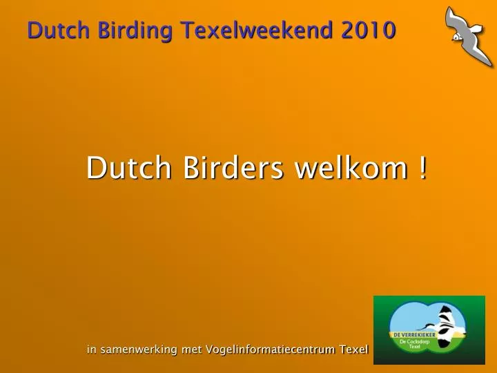 dutch birding texelweekend 2010