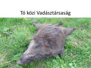 t k zi vad szt rsas g