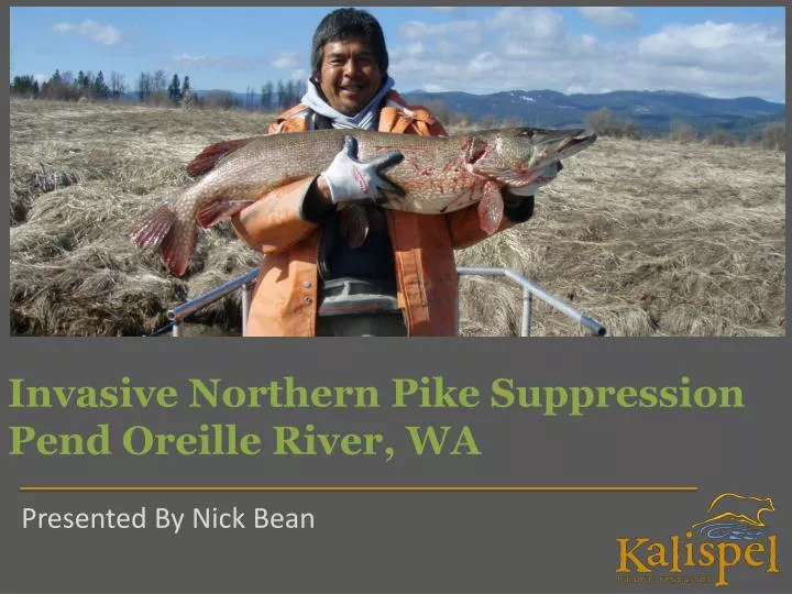invasive northern pike suppression pend oreille river wa