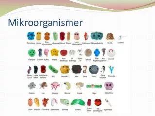 mikroorganismer