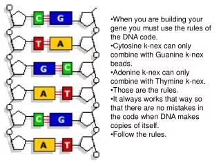 When you are building your gene you must use the rules of the DNA code.