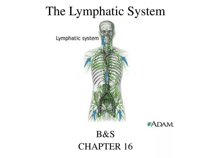 the lymphatic system