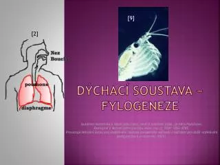 d chac soustava fylogeneze