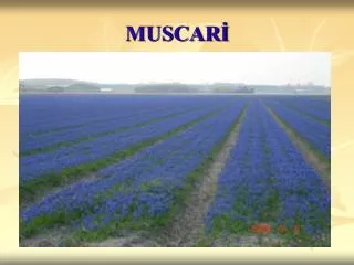 muscar