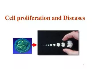 Cell proliferation and Diseases
