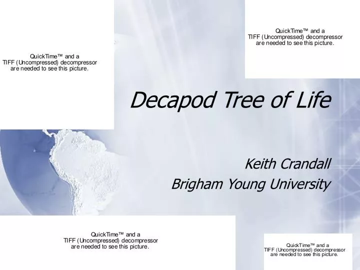 decapod tree of life