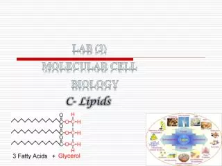 Lab (3) Molecular Cell Biology C- Lipids