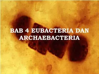 bab 4 eubacteria dan archaebacteria