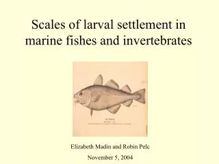 Scales of larval settlement in marine fishes and invertebrates