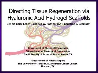 D irecting Tissue Regeneration via Hyaluronic Acid Hydrogel Scaffolds