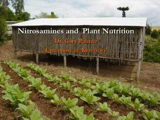 Nitrosamines and Plant Nutrition Dr. Gary Palmer University of Kentucky