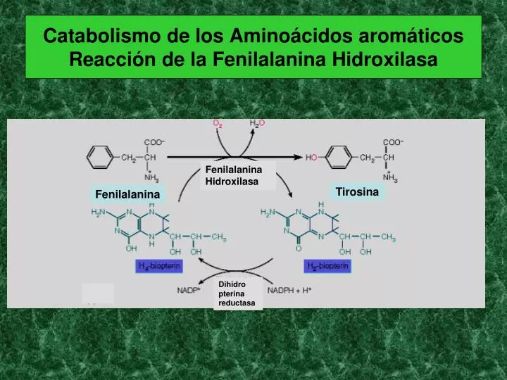 catabolismo de los amino cidos arom ticos reacci n de la fenilalanina hidroxilasa