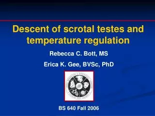 Descent of scrotal testes and temperature regulation