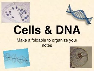 Cells &amp; DNA