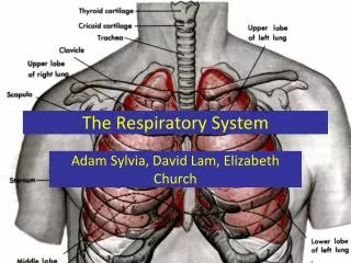 The Respiratory System