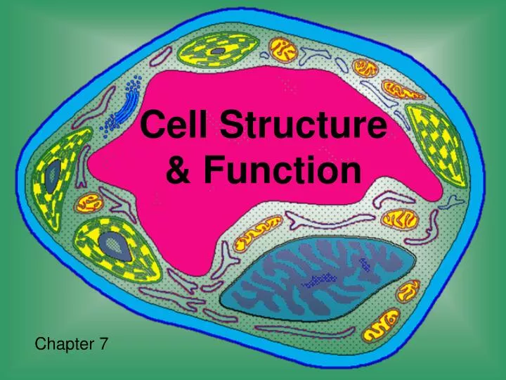 cell structure function