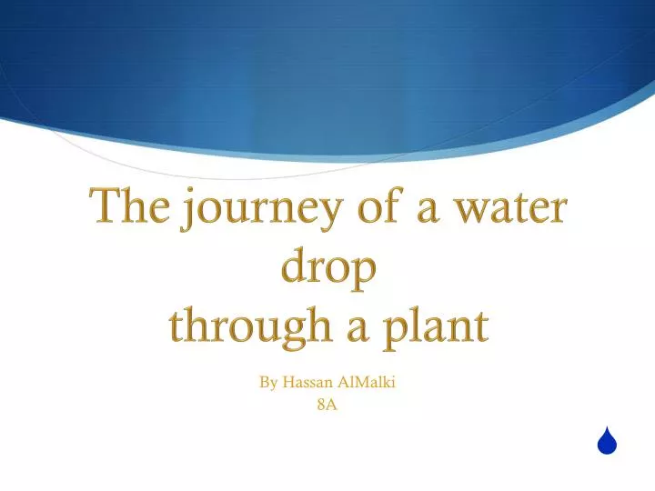 the journey of a water drop through a plant