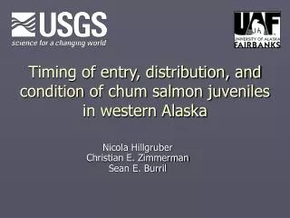 Timing of entry, distribution, and condition of chum salmon juveniles in western Alaska