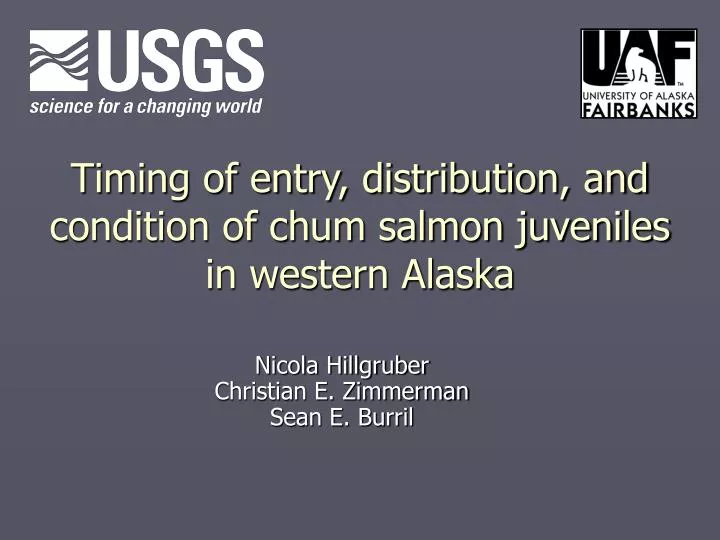 timing of entry distribution and condition of chum salmon juveniles in western alaska