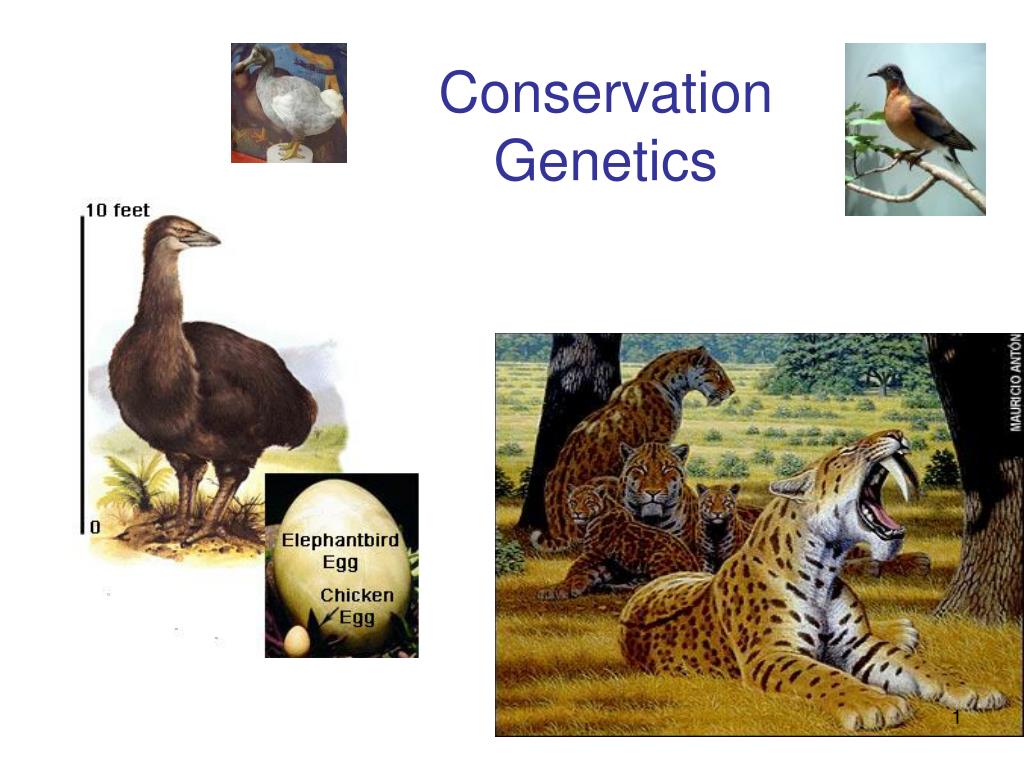 PPT - Conservation Genetics PowerPoint Presentation, free download - ID ...
