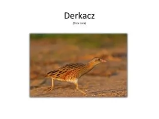 derkacz crex crex