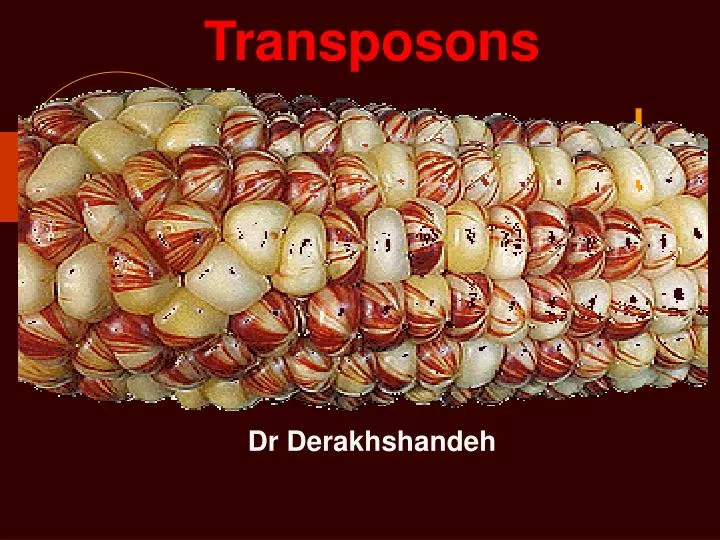 PPT - Transposons PowerPoint Presentation, Free Download - ID:5081898