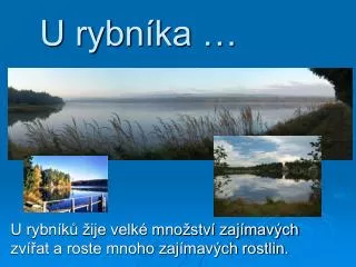 u rybn ka