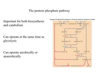 The pentose phosphate pathway
